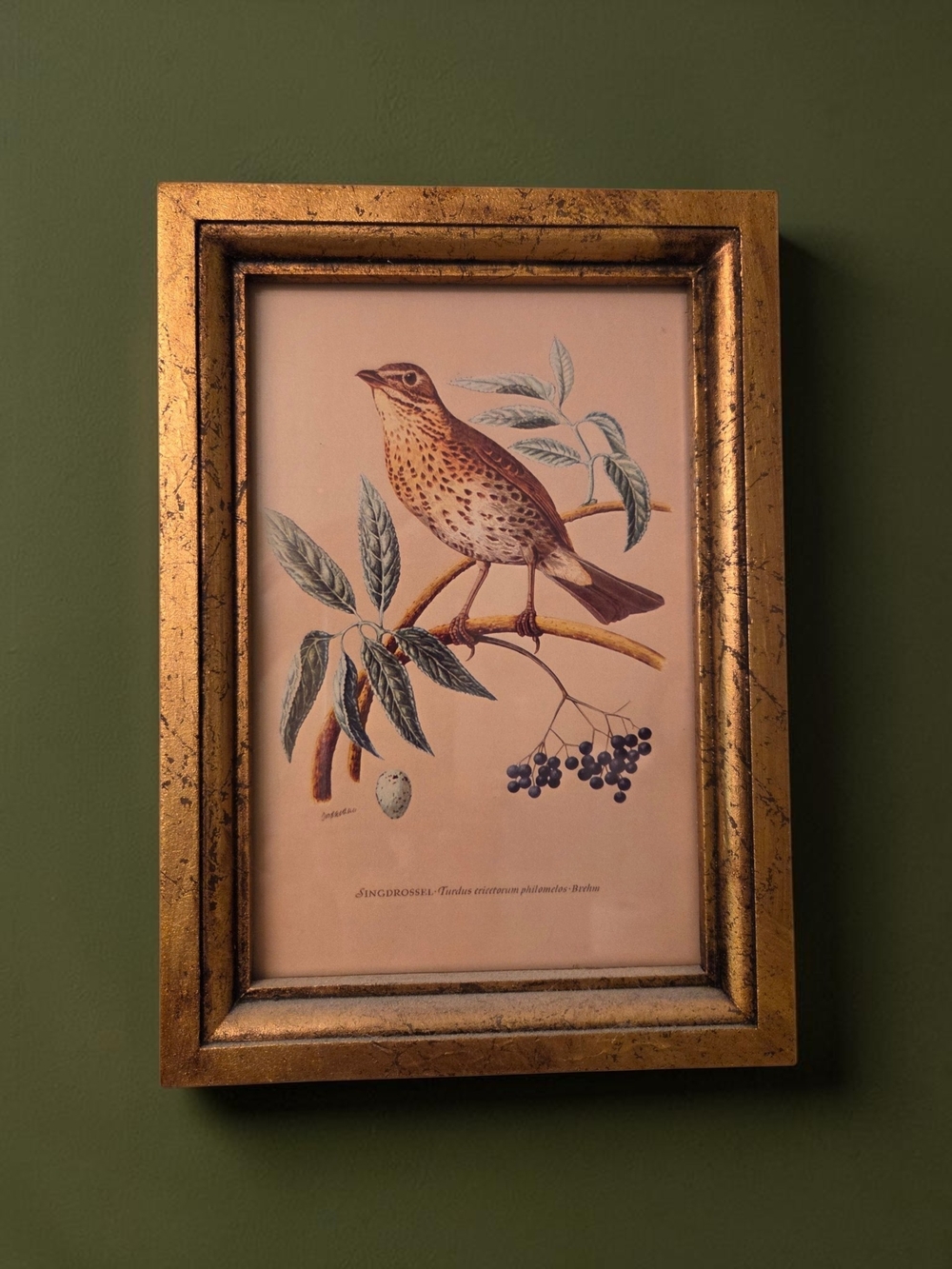 Birch Lane - Framed Bird Prints